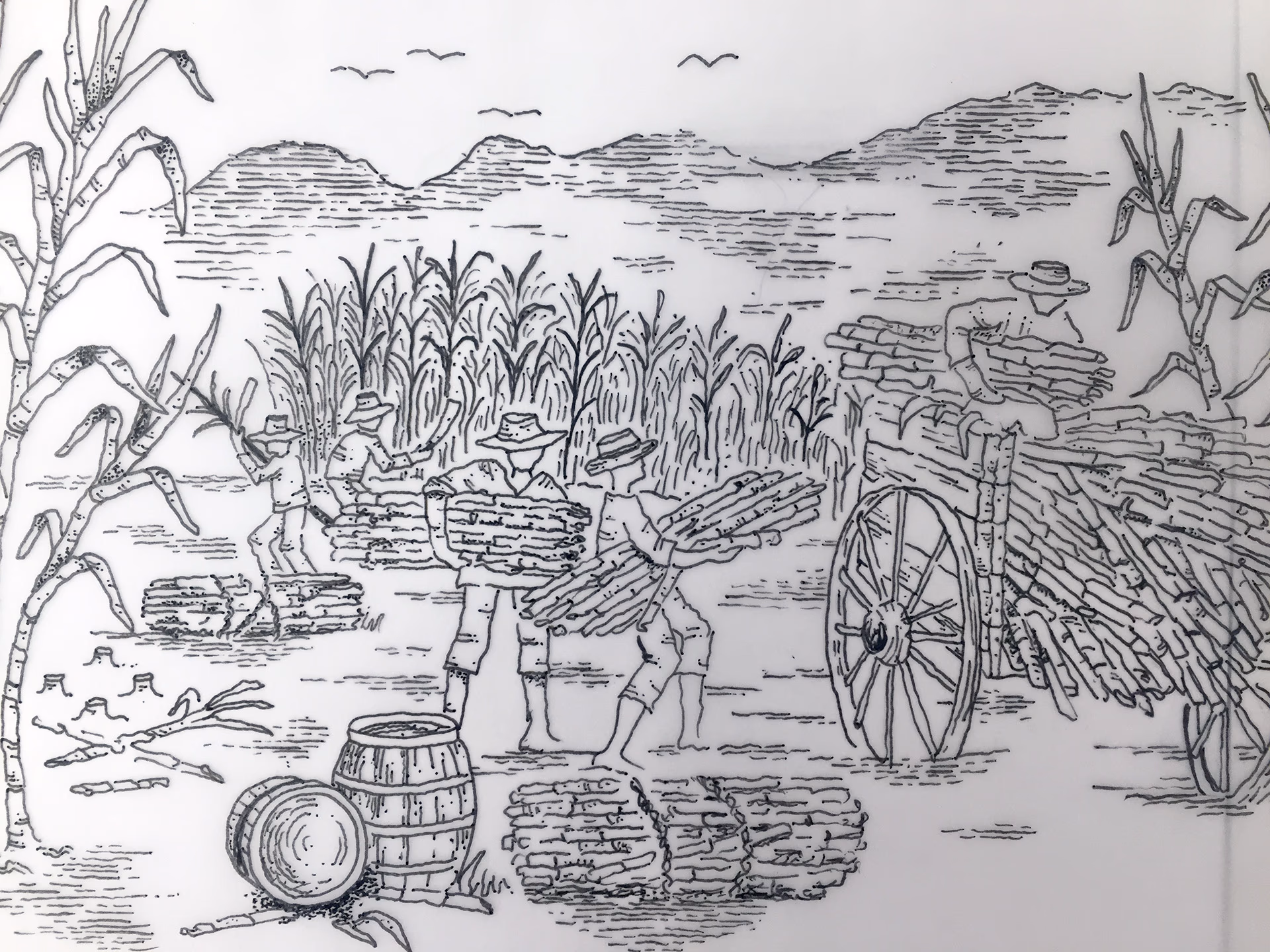 cachaca delicana — processo e resultado por Victor Tognollo (imagem 61)